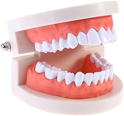 DOITOOL 2 елемента Практически Стоматологичен Модел на Зъбите Стандартен Стоматологичен модул за Обучение Инструмент За Демонстрация