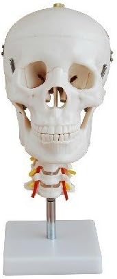 Док.Анатомия на Черепа Кралския Човек Размер 1: 1 с Симулационен модел на Шийния отдел на гръбначния стълб