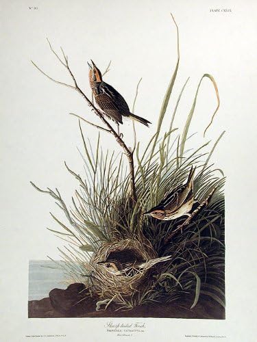 Острохвостый вьюрок. От Птиците на Америка (Амстердамское издание)