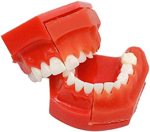Модел редуващи се на млечните зъби KH66ZKY - Модел детски млечни зъби - Показва Появата на Модели на млечни зъби за преподаване и учебни